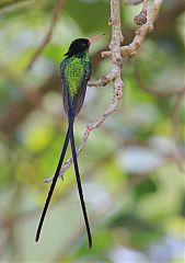 Red-billed Streamertail